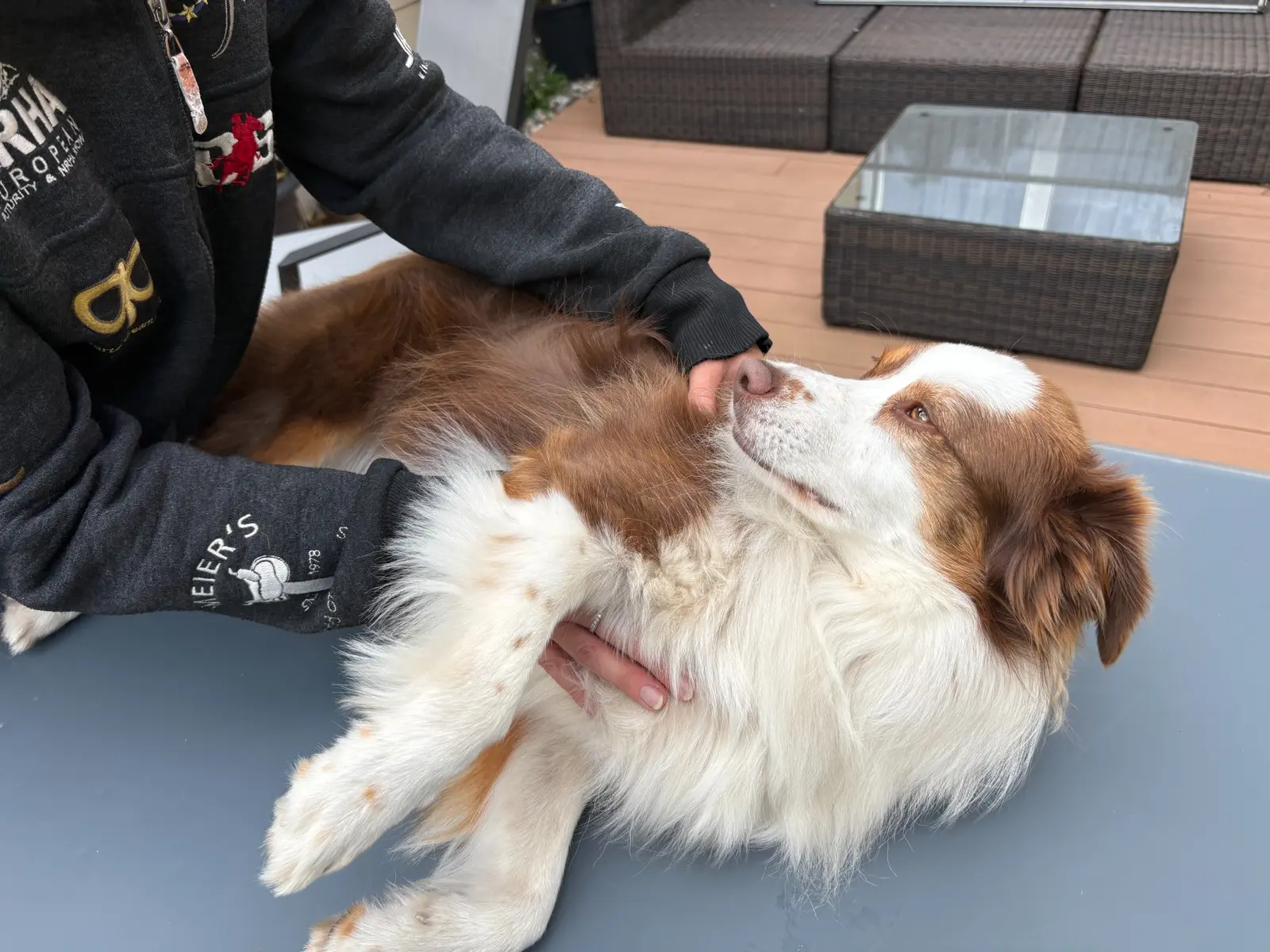Rustige manuele behandeling bij een liggende hond