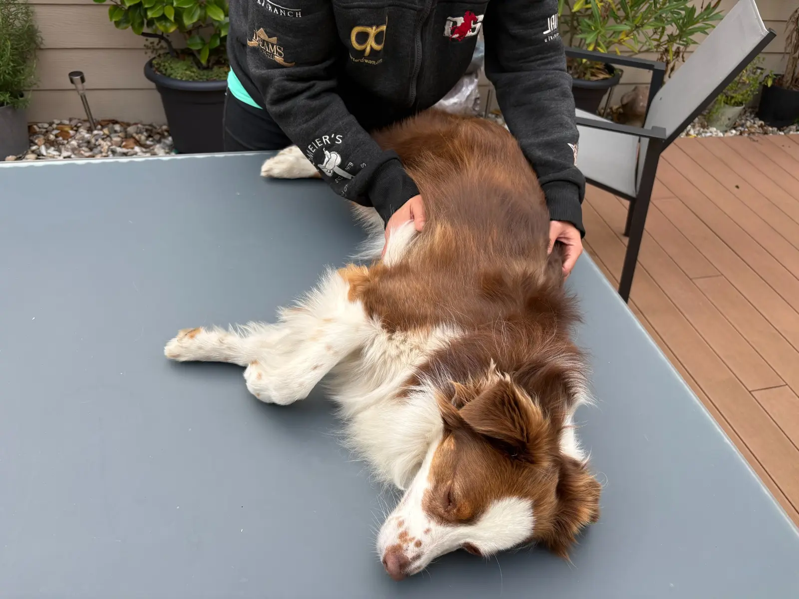 Astrid onderzoekt een ontspannen hond