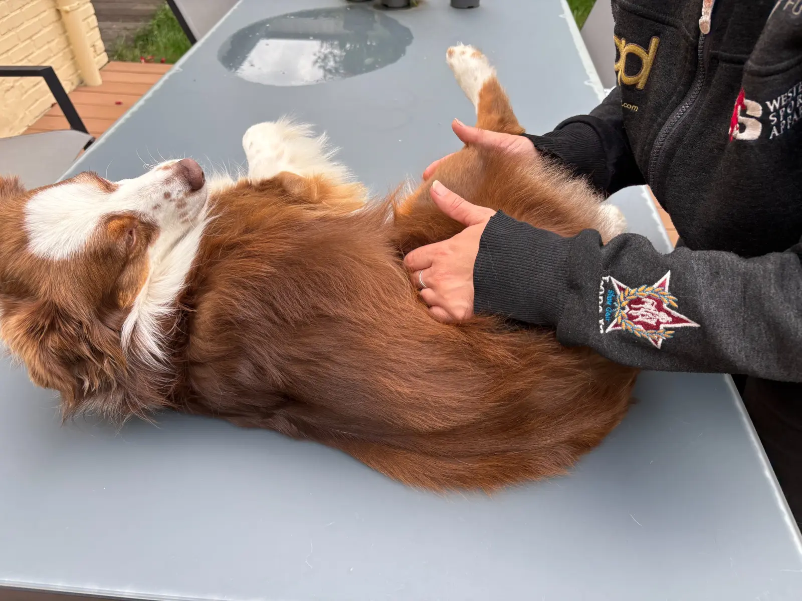 Manueel onderzoek aan de achterhand van een hond