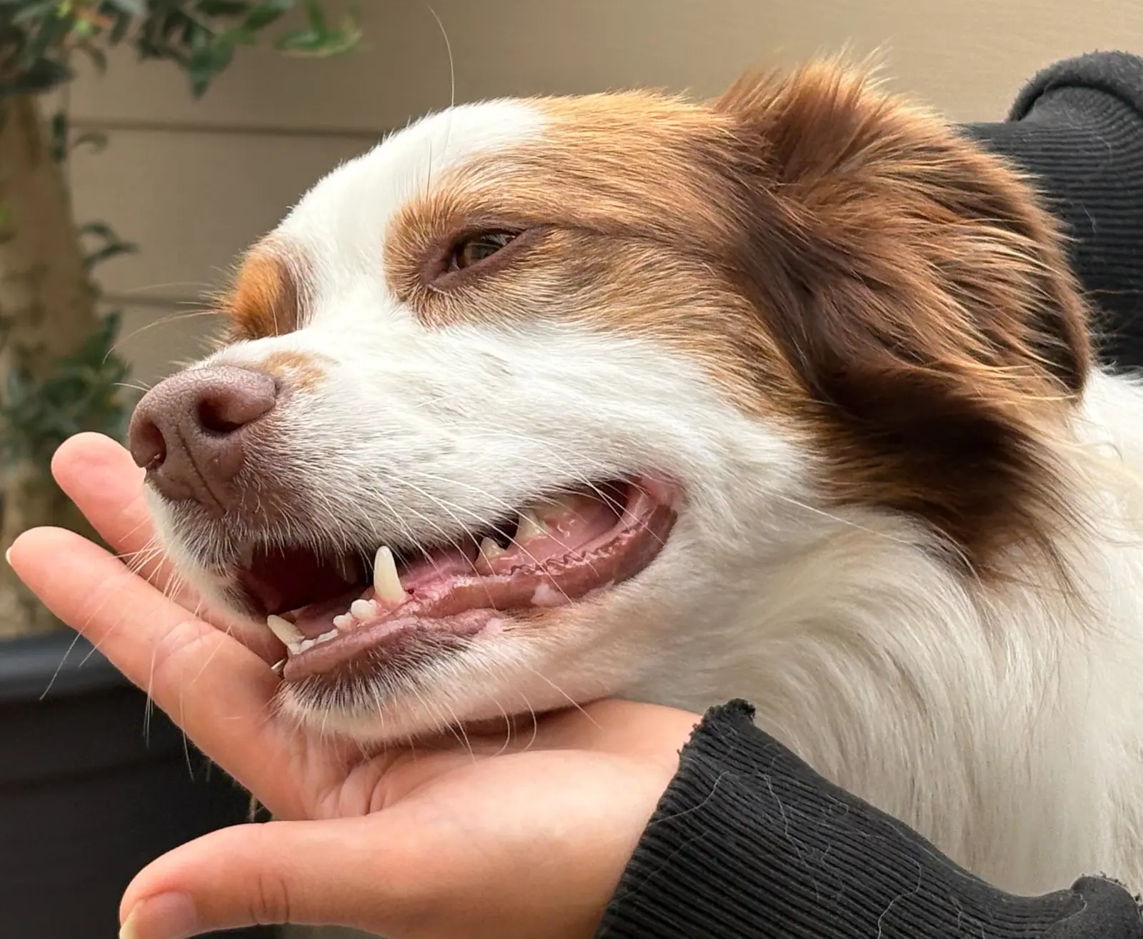 Close-up van een ontspannen hond tijdens de behandeling