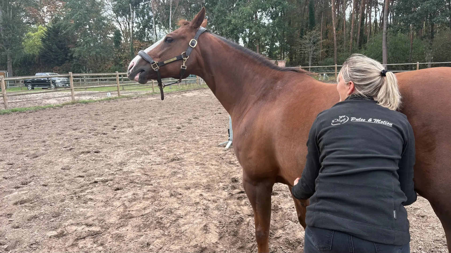 Astrid Grabowski onderzoekt een paard in de buitenlucht