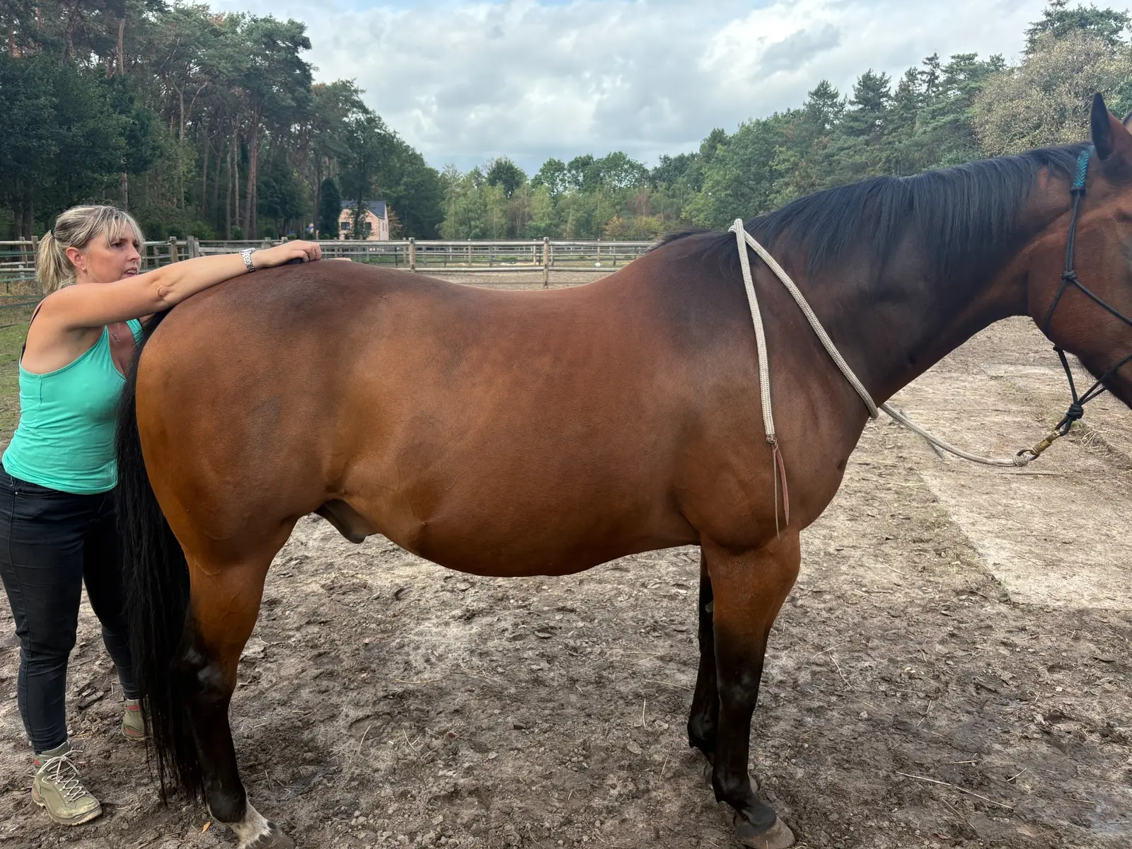 Astrid onderzoekt een paard in stand
