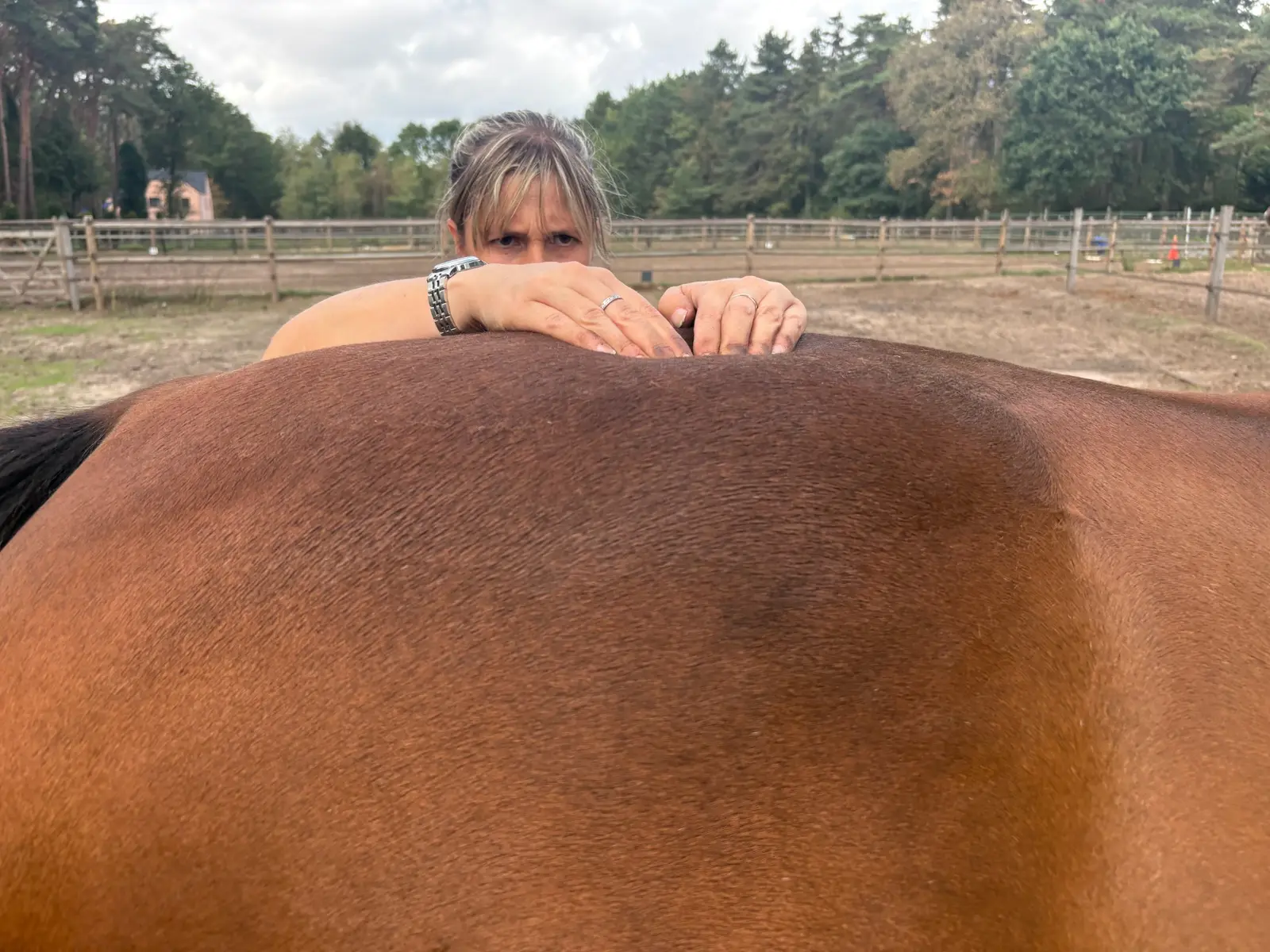 Manueel onderzoek van de paardenrug