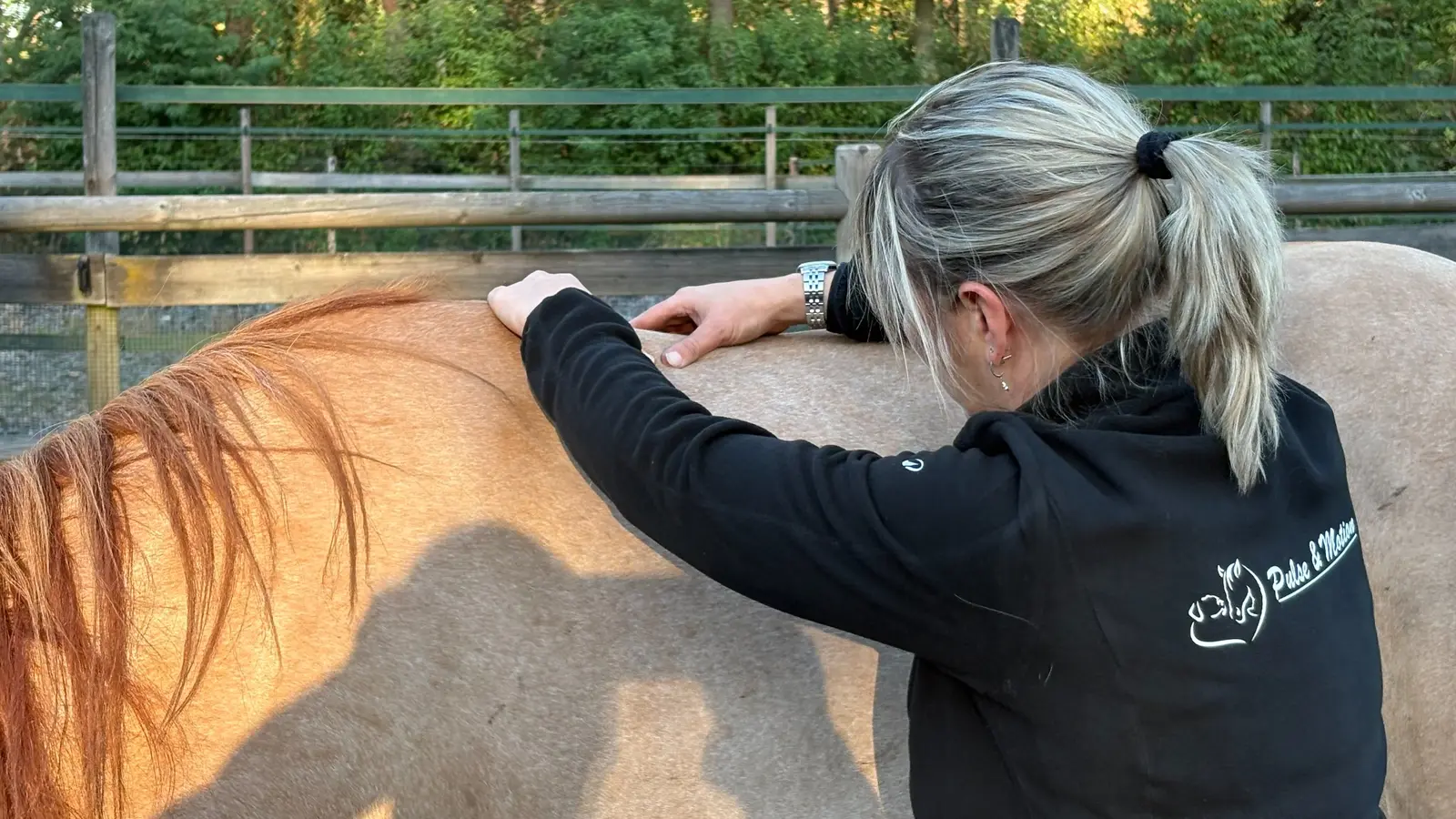Paard tijdens een manueel osteopathisch onderzoek