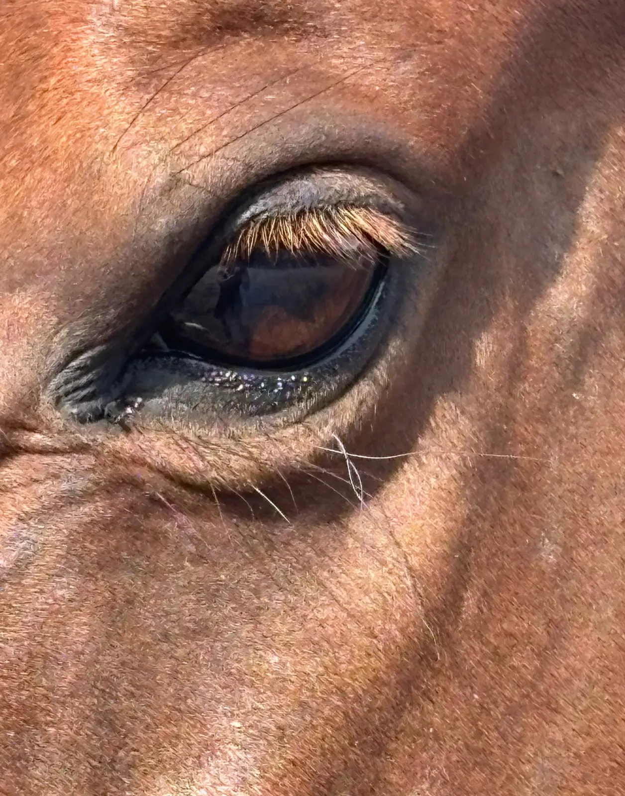 Close-up van een rustig paardenoog