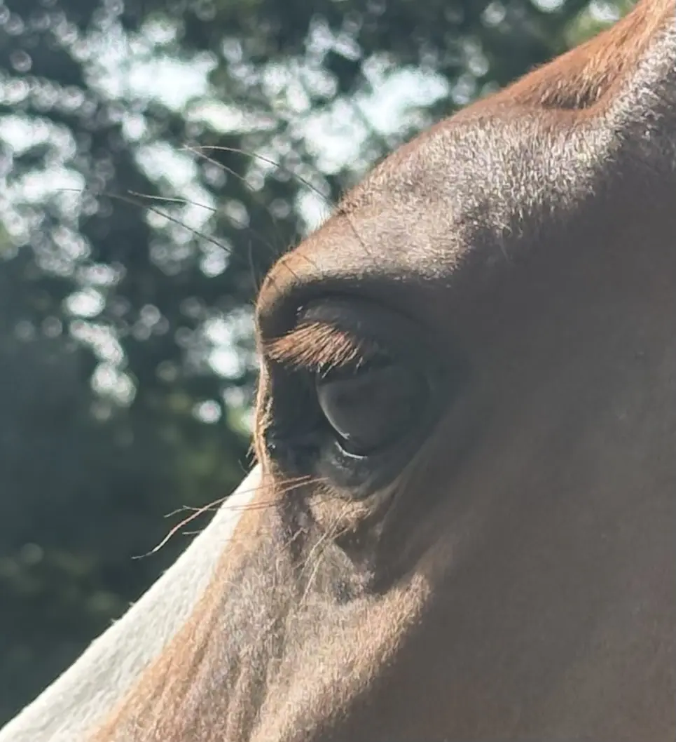 Paardenoog in zacht daglicht