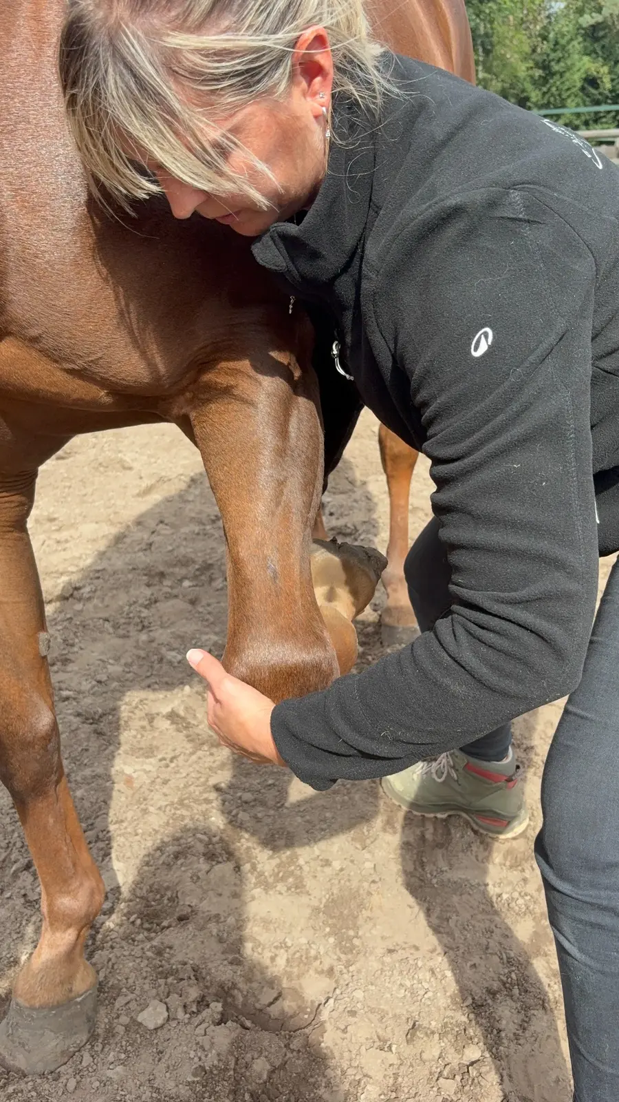 Manueel onderzoek aan het voorbeen van een paard