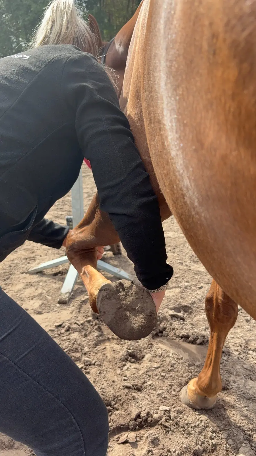 Astrid mobiliseert het been van een paard