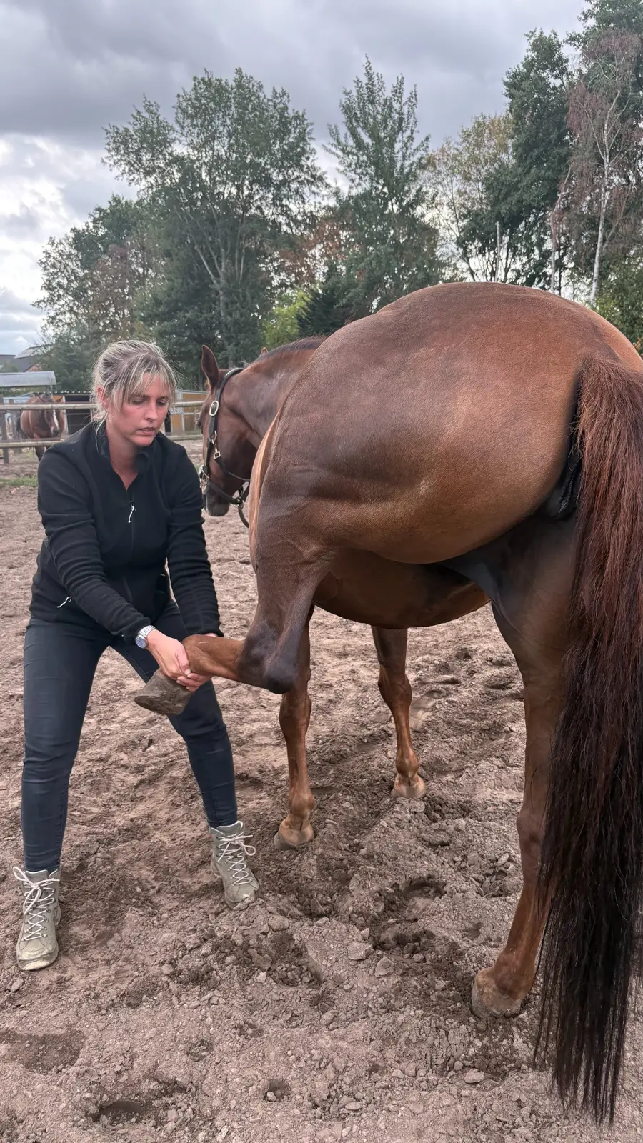 Astrid onderzoekt het achterbeen van een paard