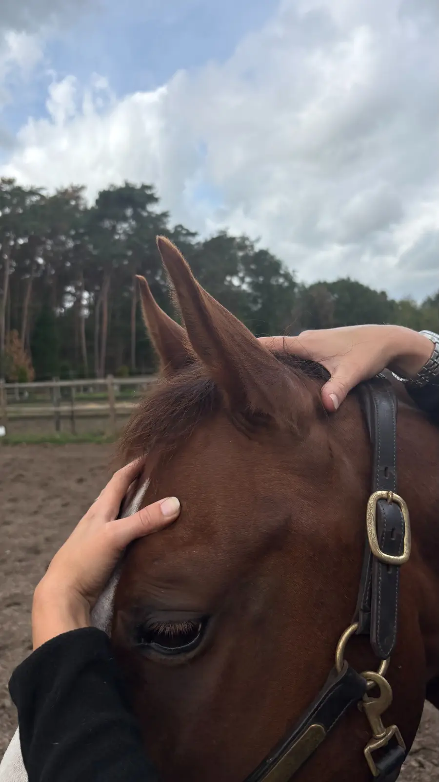 Zachte aanraking ter hoogte van het hoofd van een paard