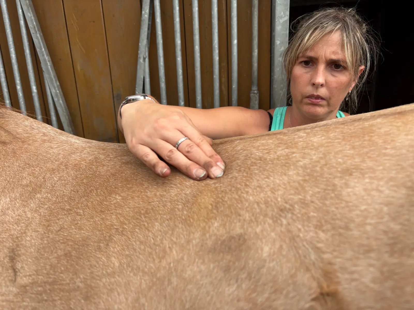 Astrid palpeert de rug van een paard