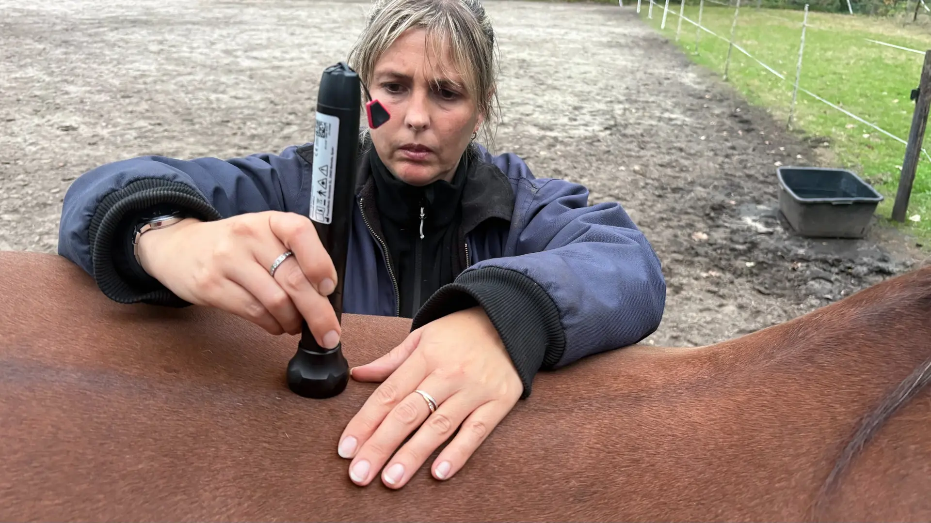 Lasertherapie bij een paard