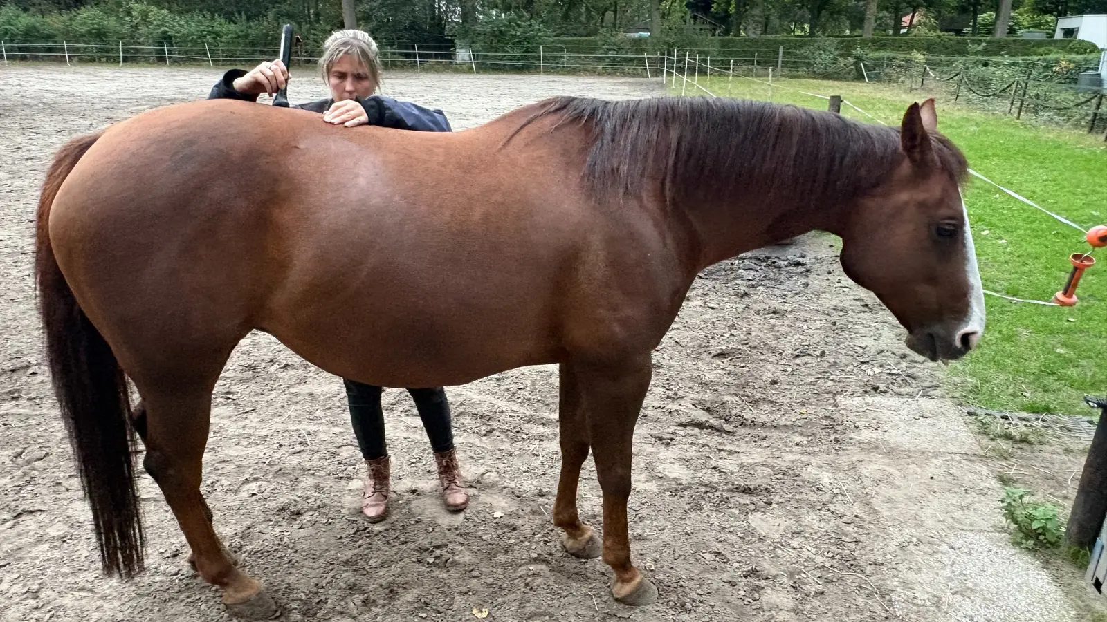 Astrid behandelt een grotere zone op de paardenrug